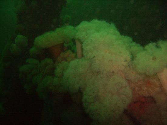 SCAPA FLOW 2008