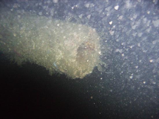 SCAPA FLOW 2008