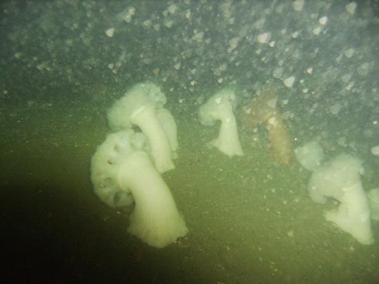 SCAPA FLOW 2008